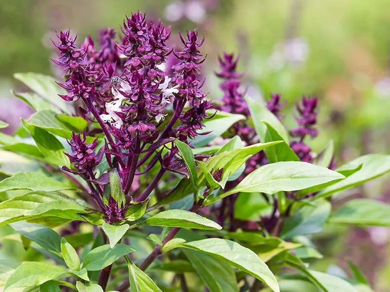 Holy Basil