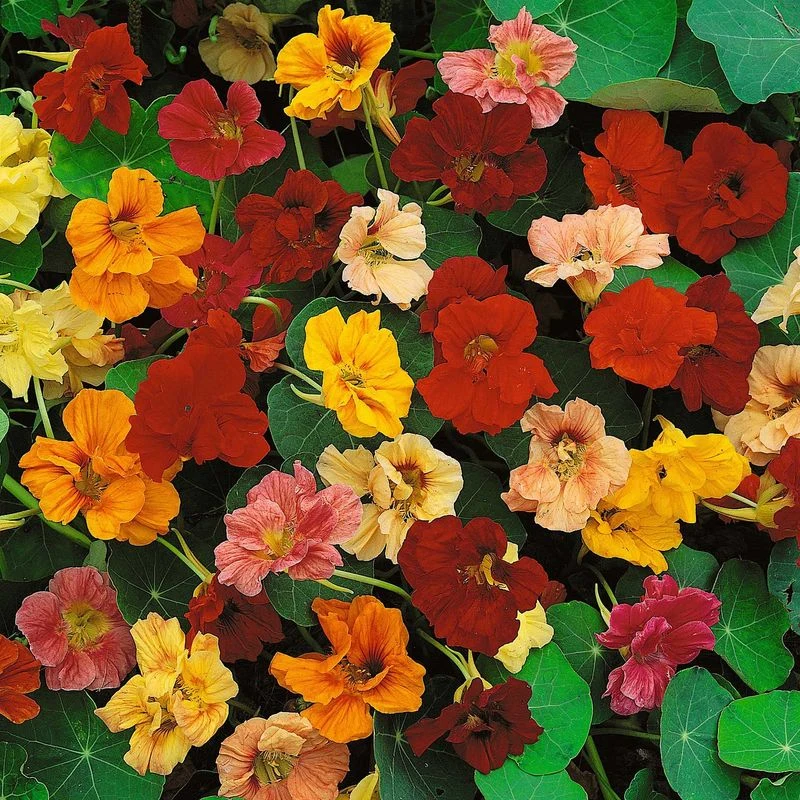Nasturtium