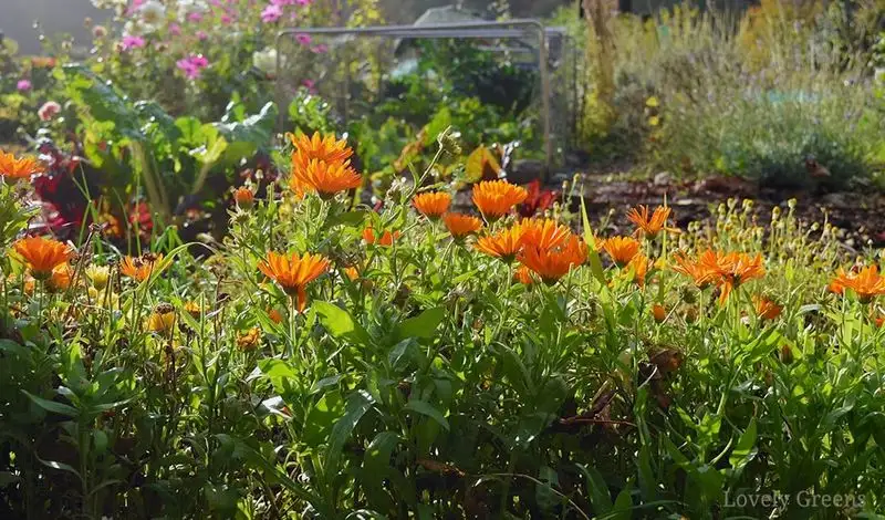 Calendula and Asparagus