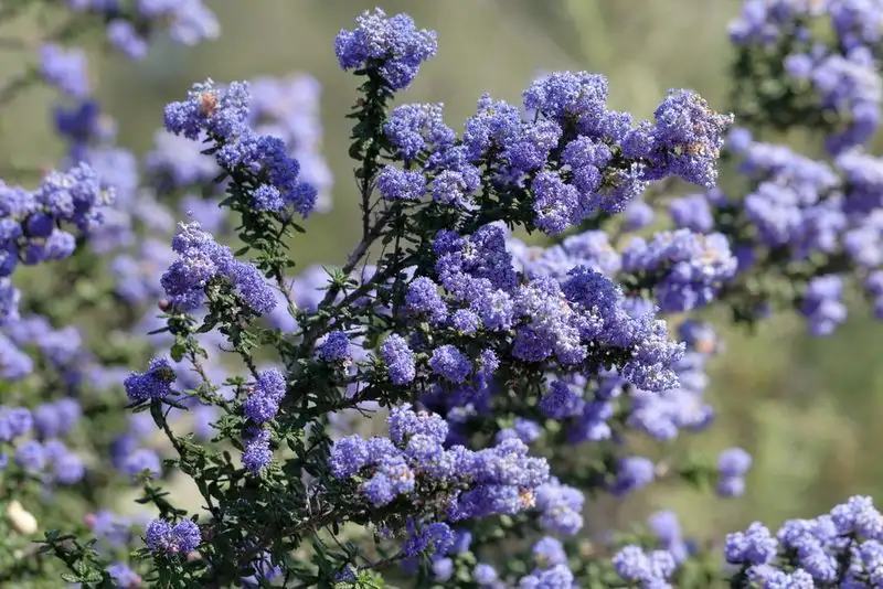 California Lilac