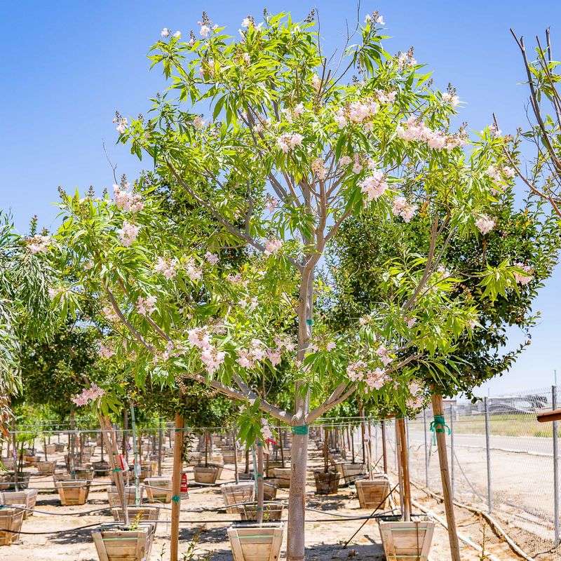 Chitalpa Tree