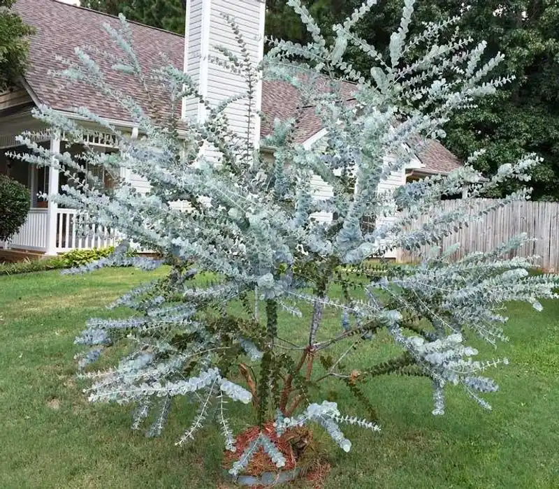 Eucalyptus