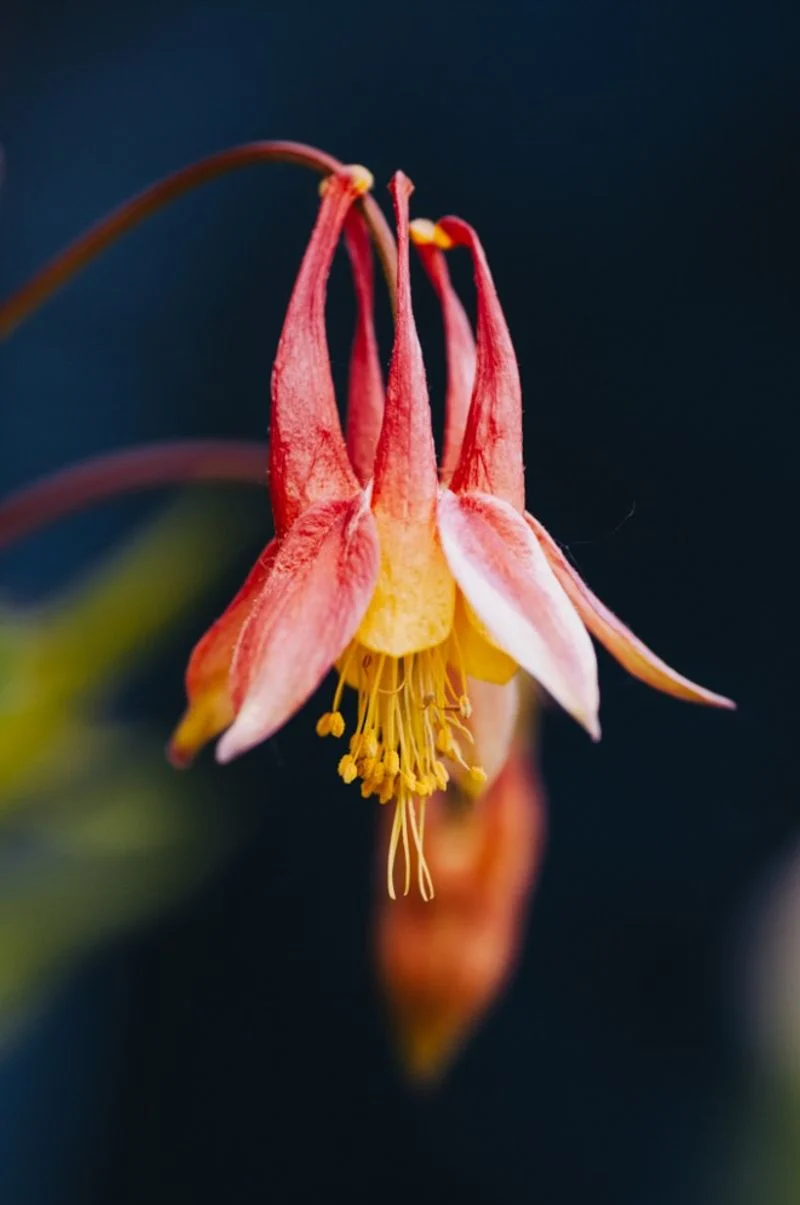 Eastern Red Columbine