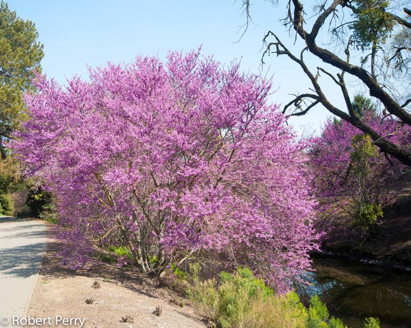 Western Redbud