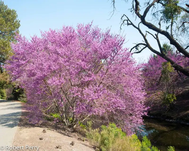 Western Redbud