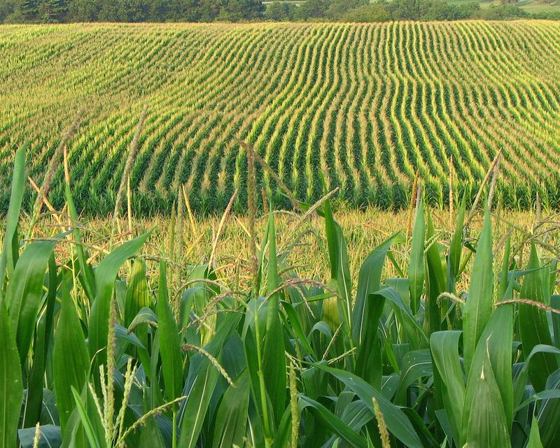 Iowa's Corn Belt