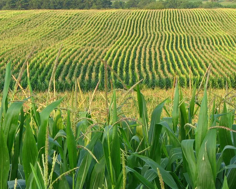 Iowa's Corn Belt