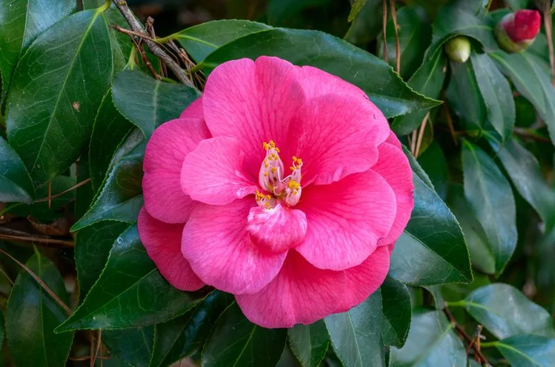 Camellia
