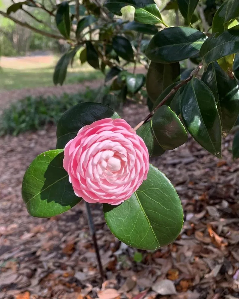 Camellia