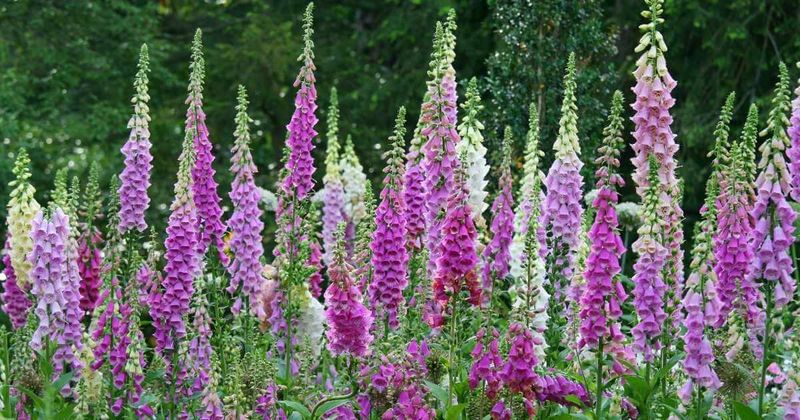 Foxglove