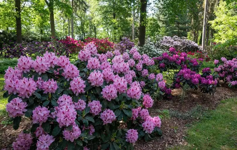 Rhododendron