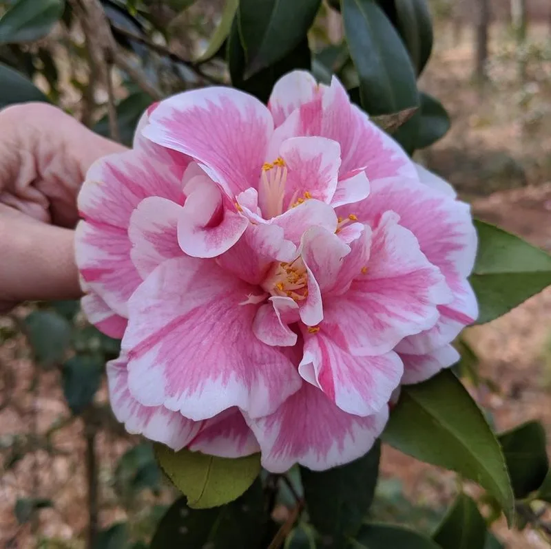 Camellia