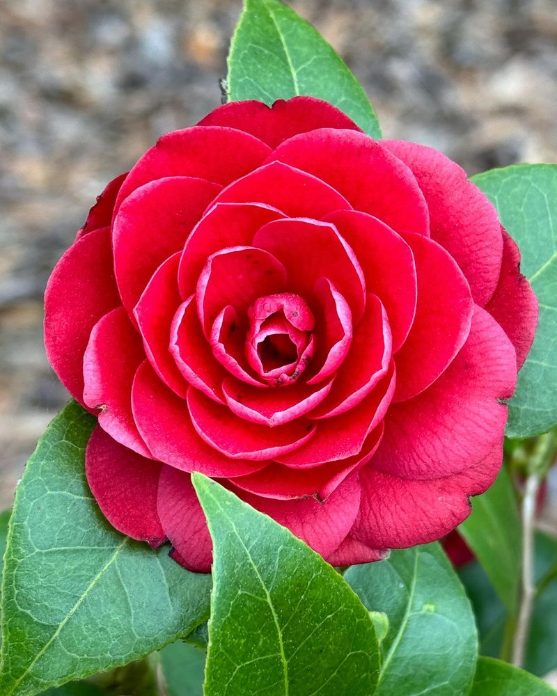 Camellias