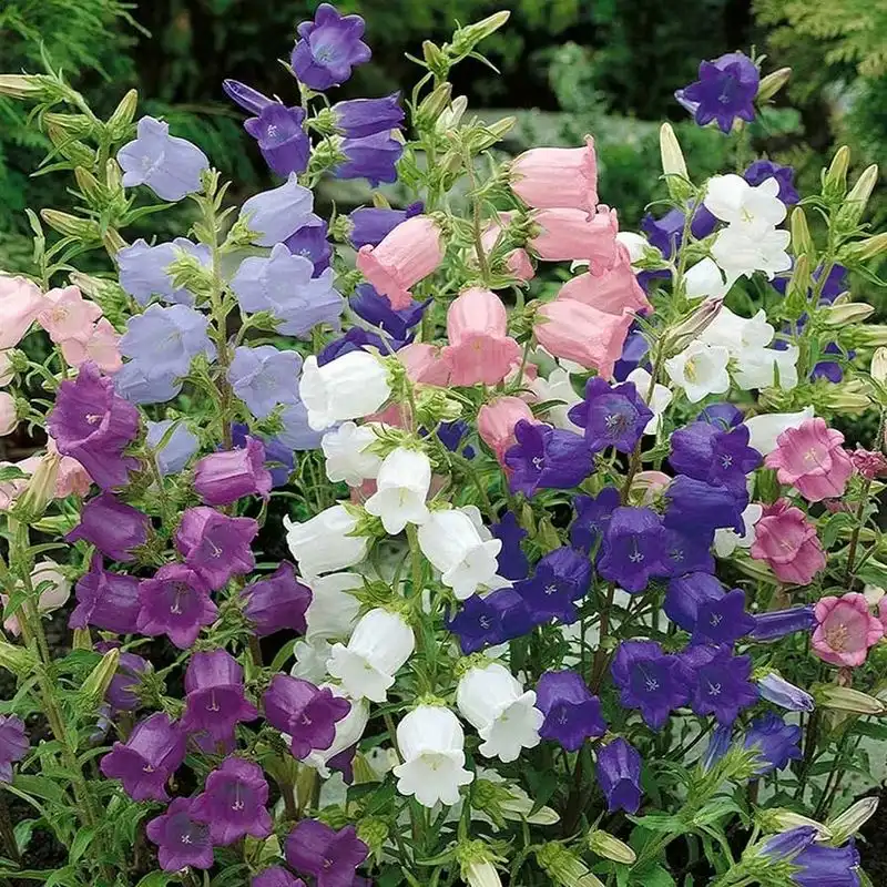 Campanula