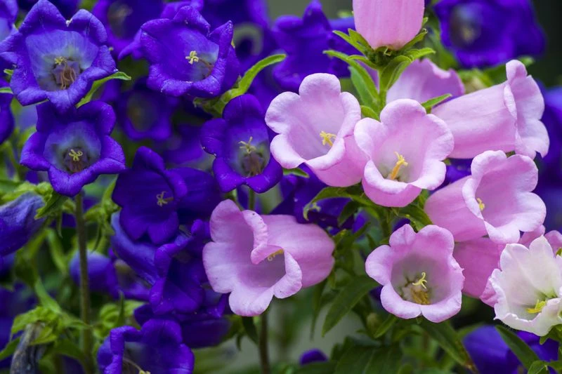 Campanula