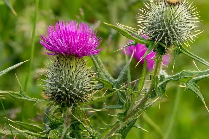 Canada Thistle