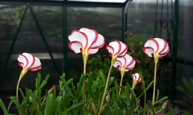 Candy Cane Sorrel
