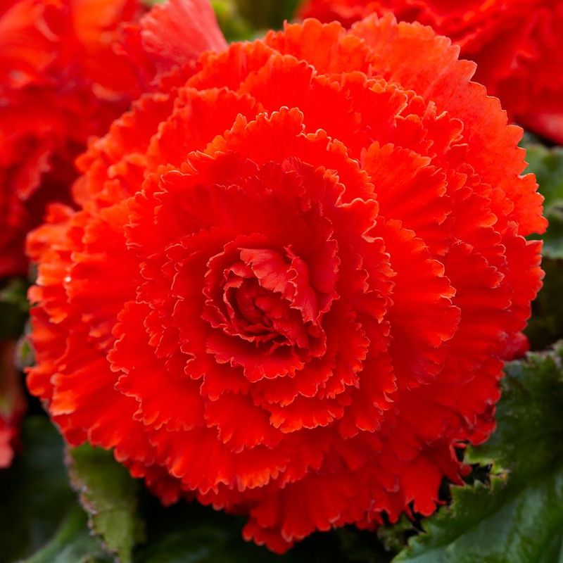 Fimbriata Begonia