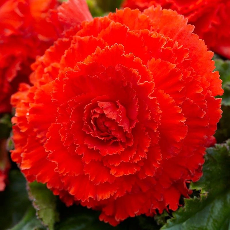 Fimbriata Begonia