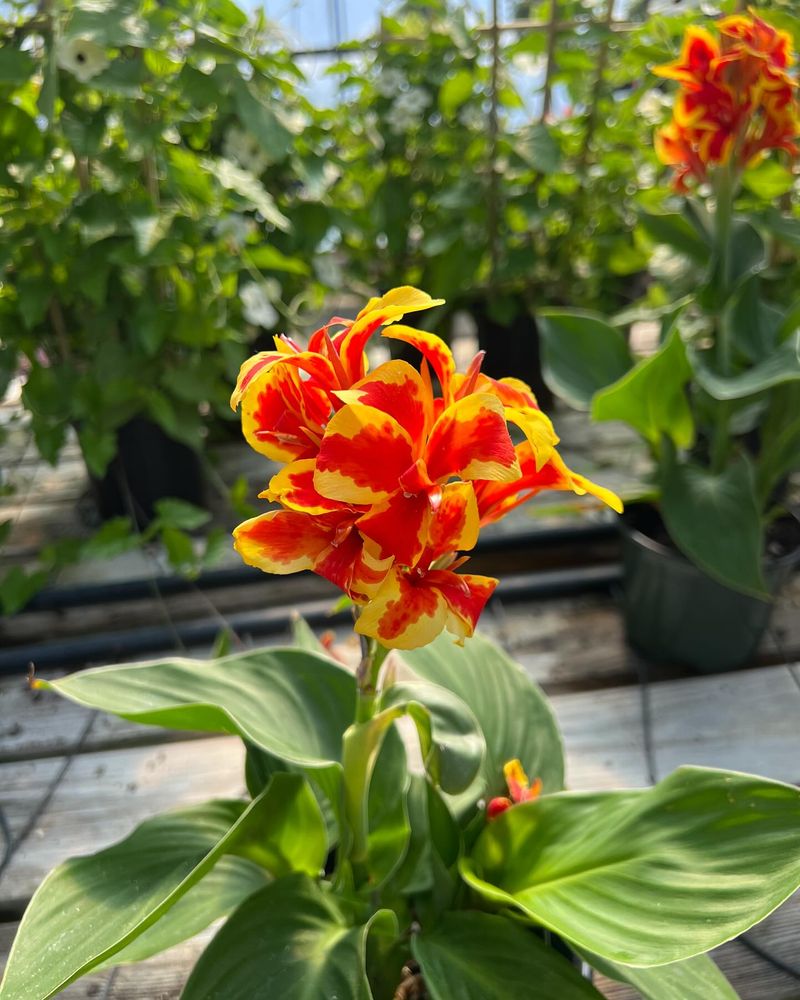 Canna Lily