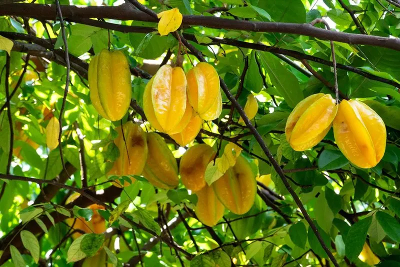 Carambola