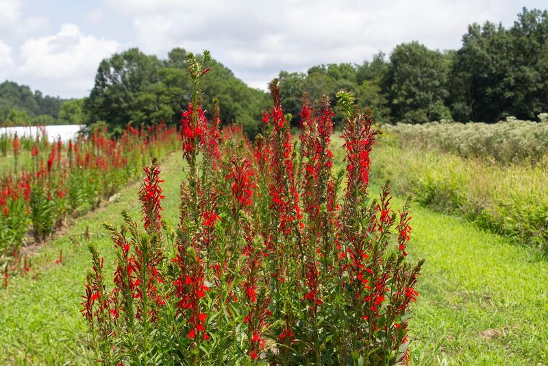 Cardinal Flower