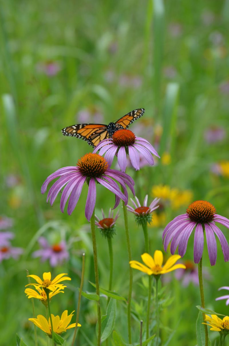 Purple Coneflower