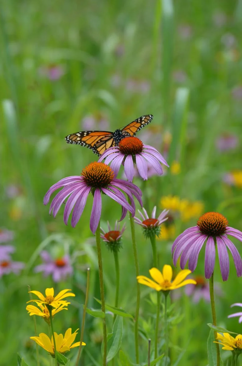 Purple Coneflower