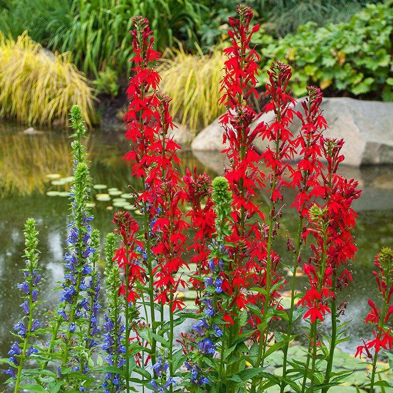 Cardinal Flower