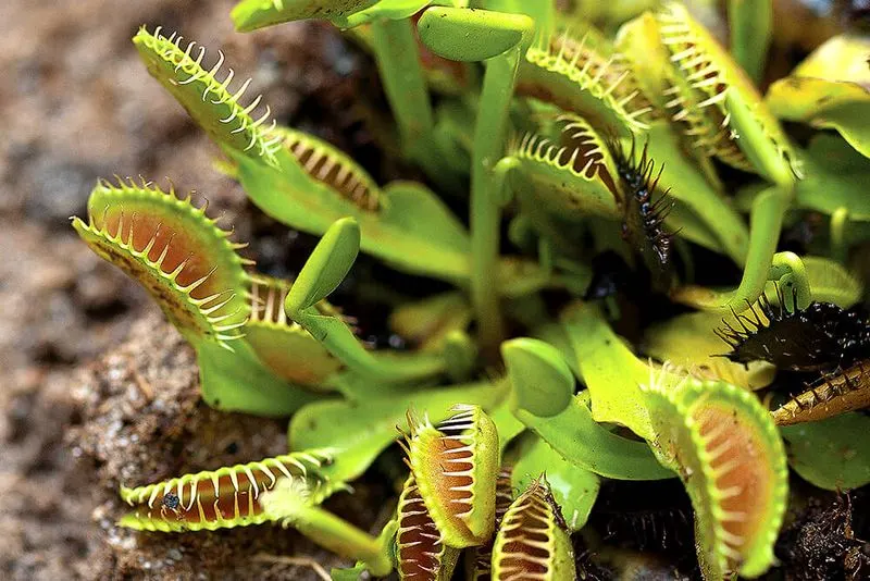 Carnivorous Venus Flytrap