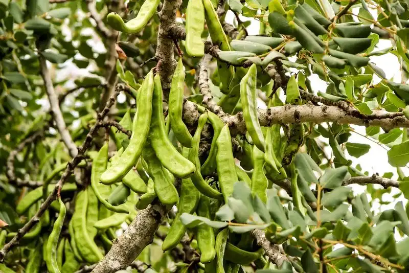 Carob