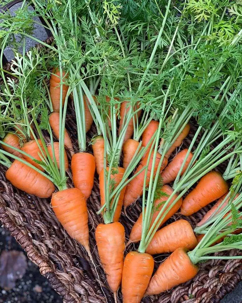 Carrots