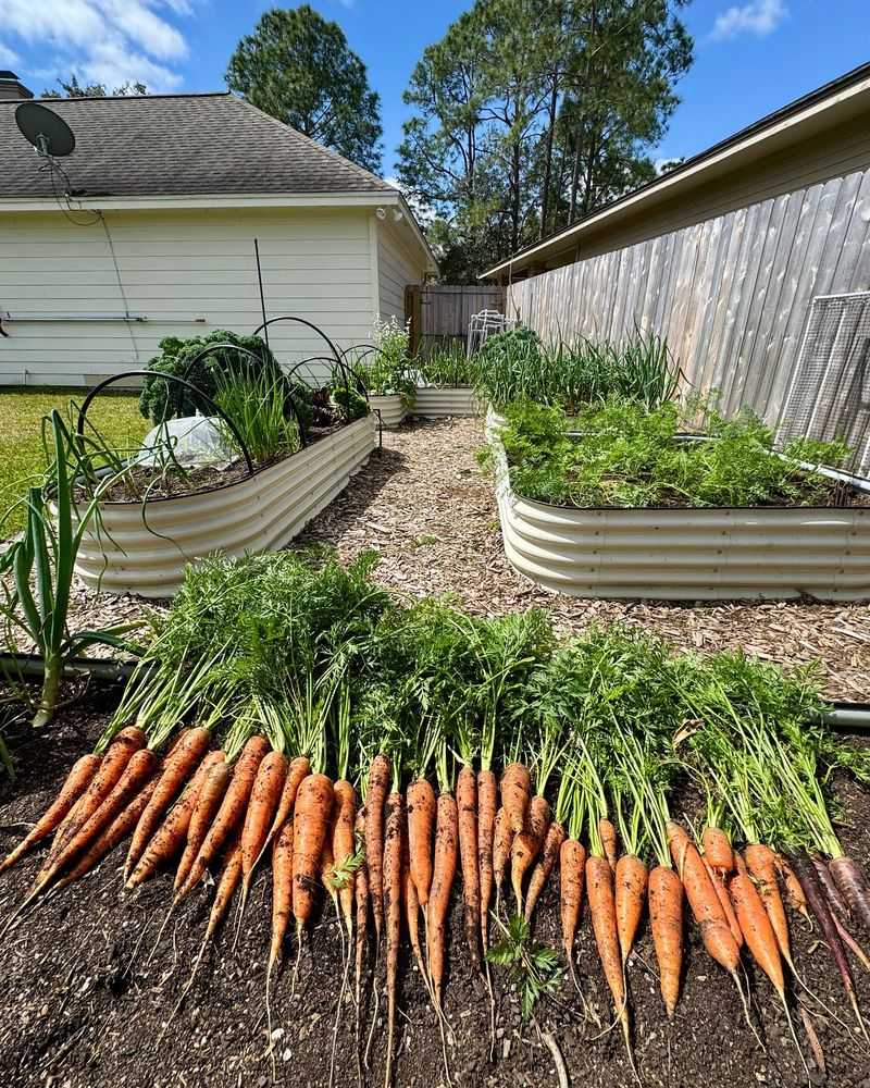 Carrots