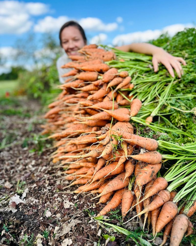 Carrots