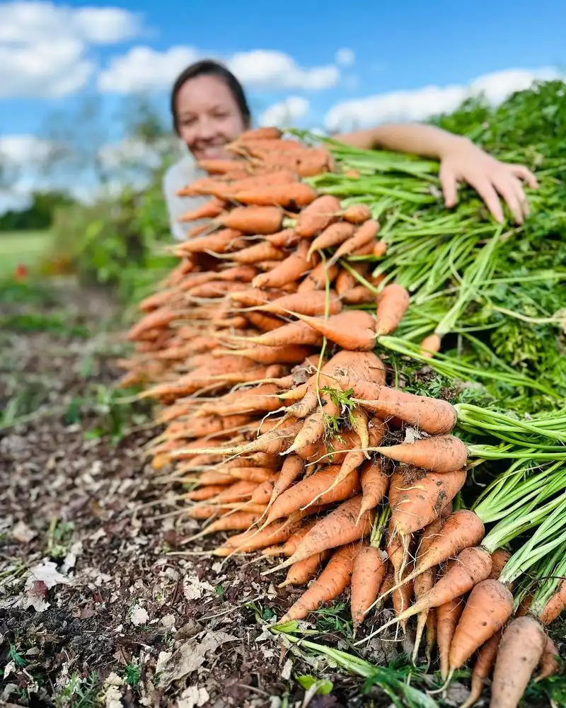Carrots