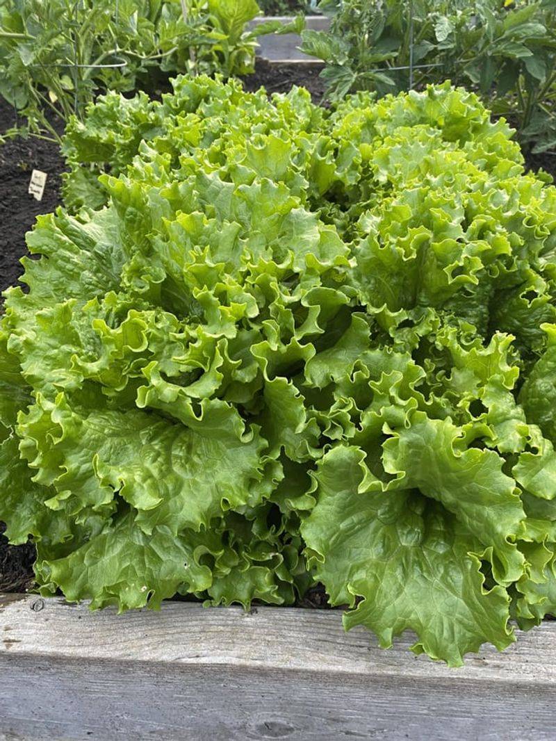 Lettuce