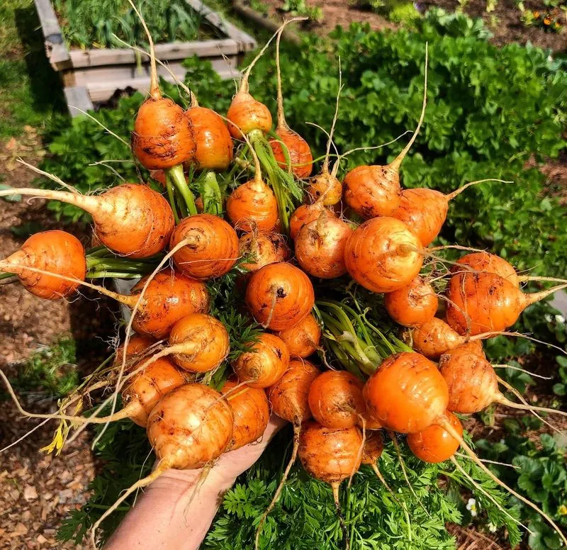 Carrots