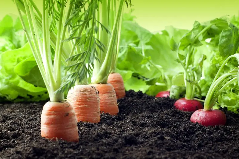 Carrots and Radishes