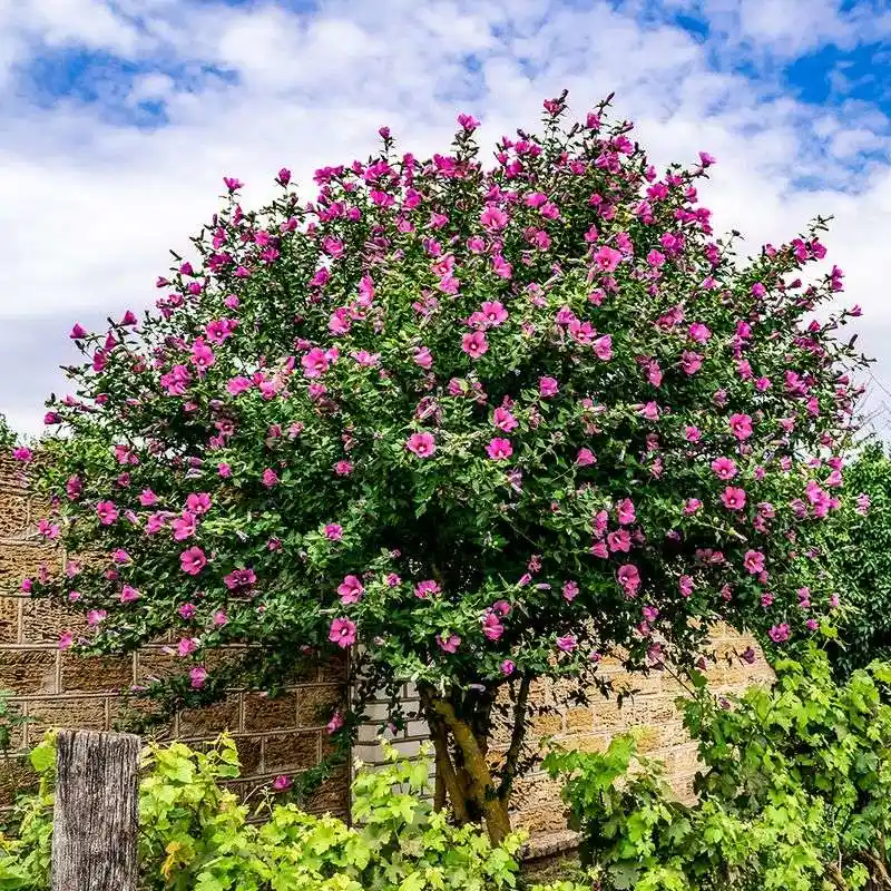 Hibiscus Syriacus