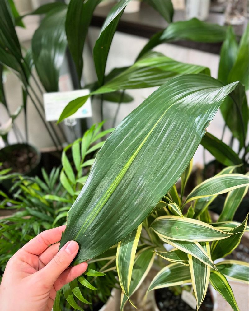 Cast Iron Plant