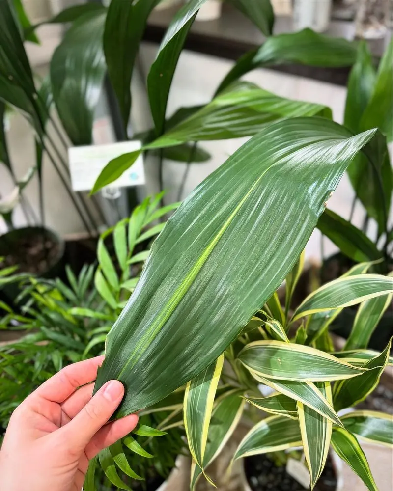 Cast Iron Plant