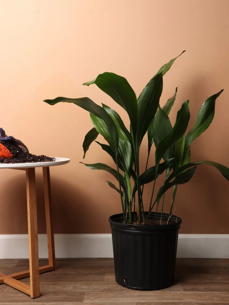 Cast Iron Plant