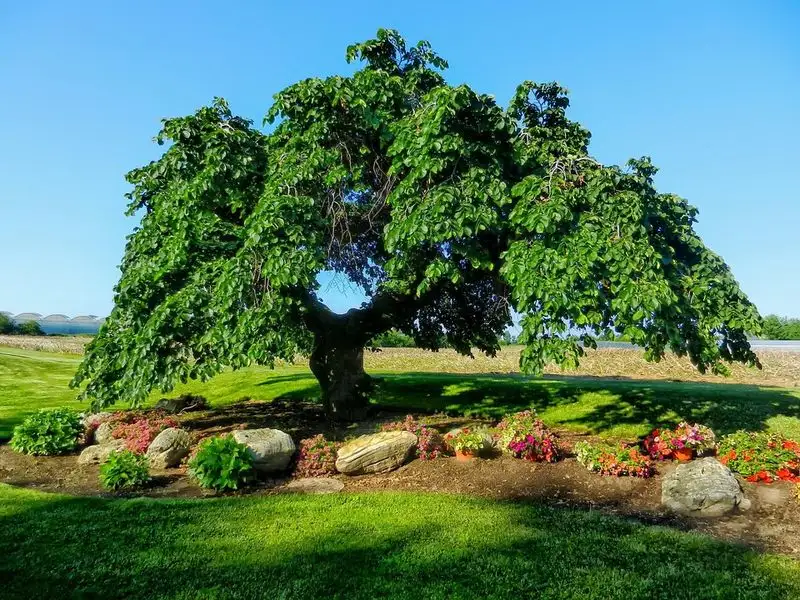 American Elm
