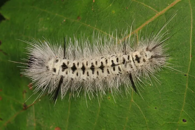 Caterpillars