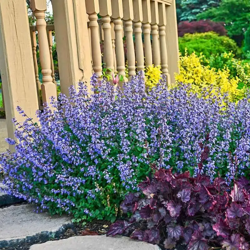 Catmint