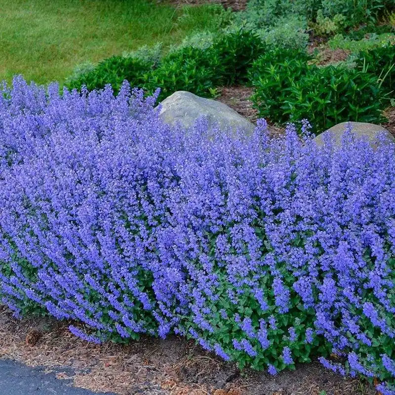 Catmint