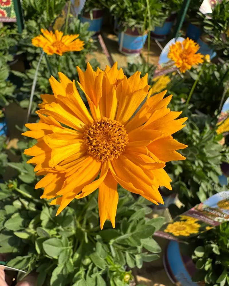 Coreopsis