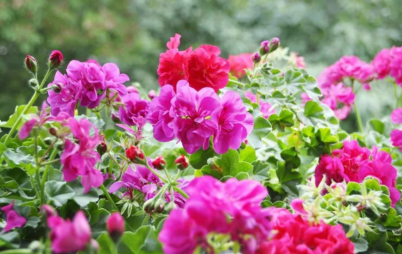 Geranium