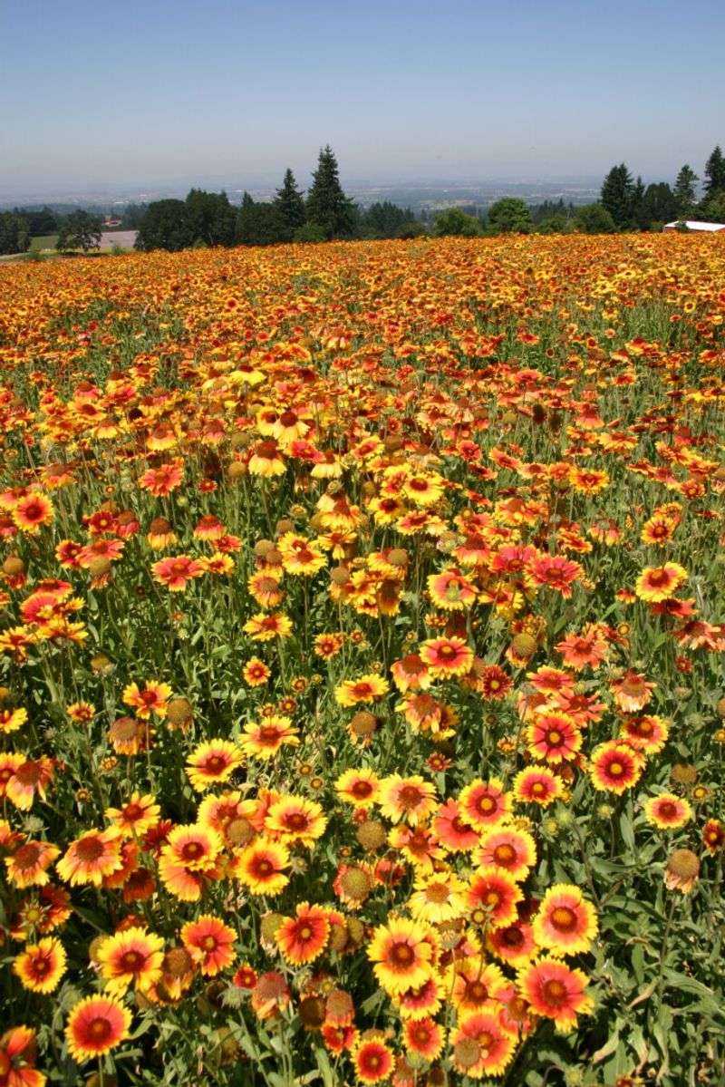 Blanket Flower