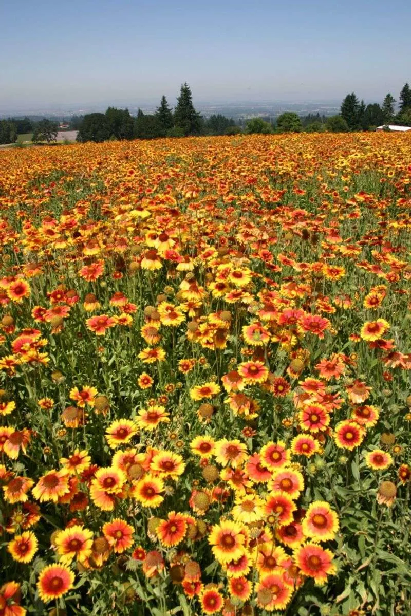 Blanket Flower